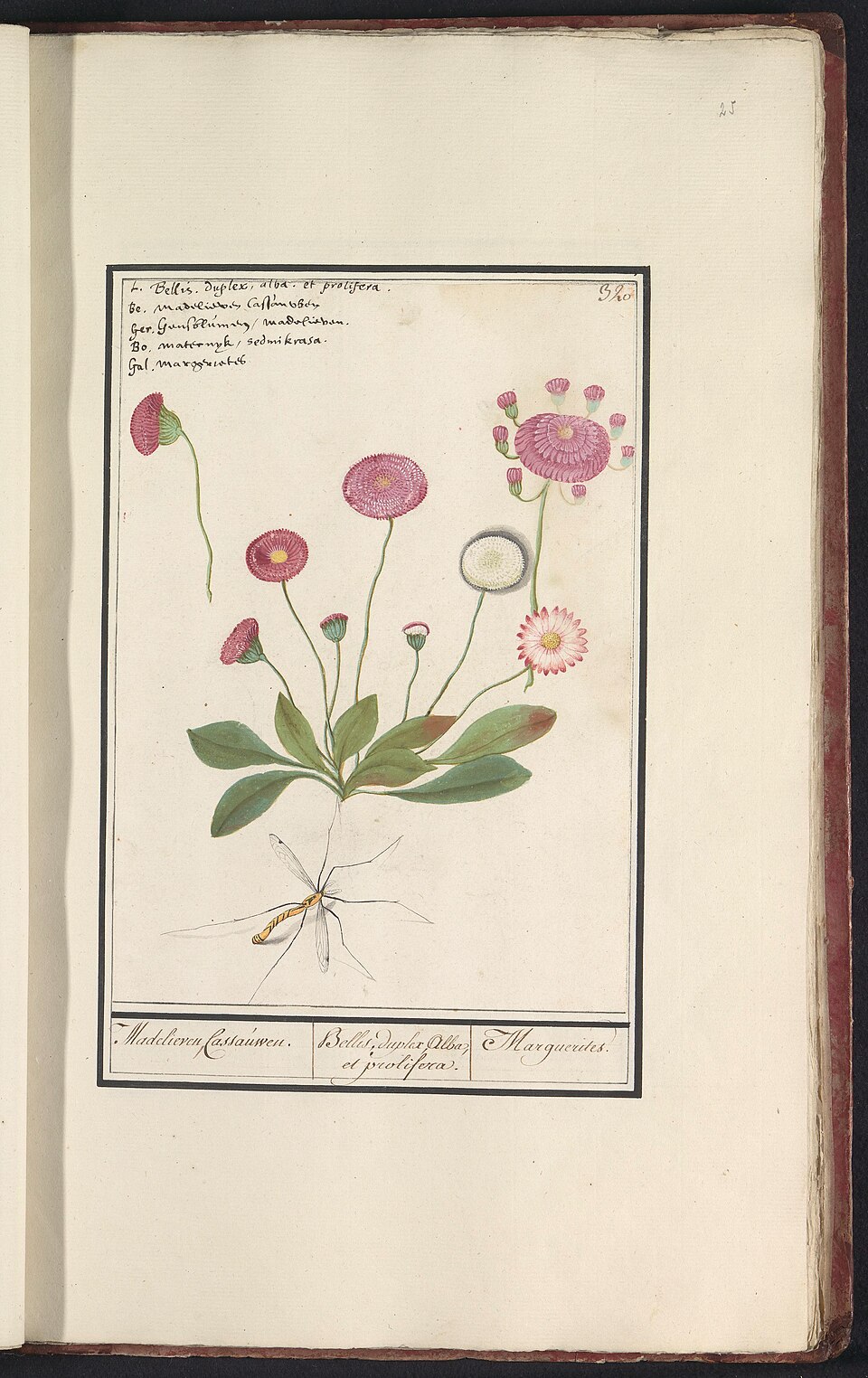 Foto de Marguerite van Praag pareja de Leo Genn